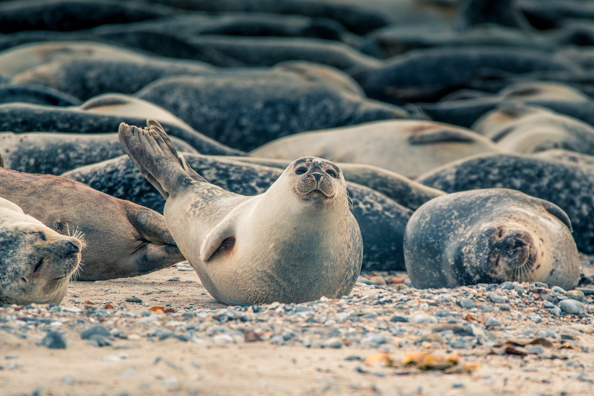 Lachtani na ostrově Helgoland