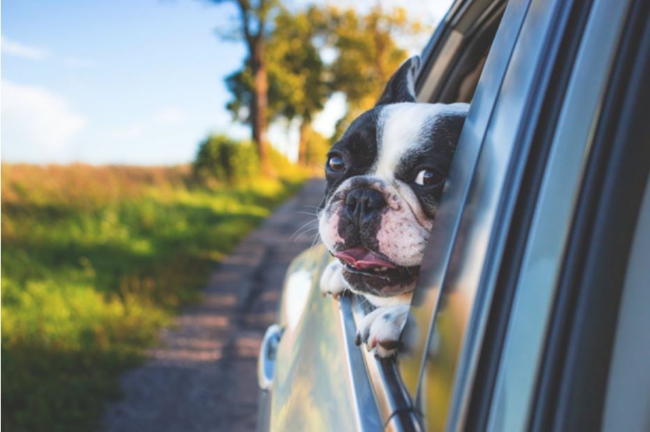 Letní vedra - nenechávejte své děti a mazlíčky v automobilech