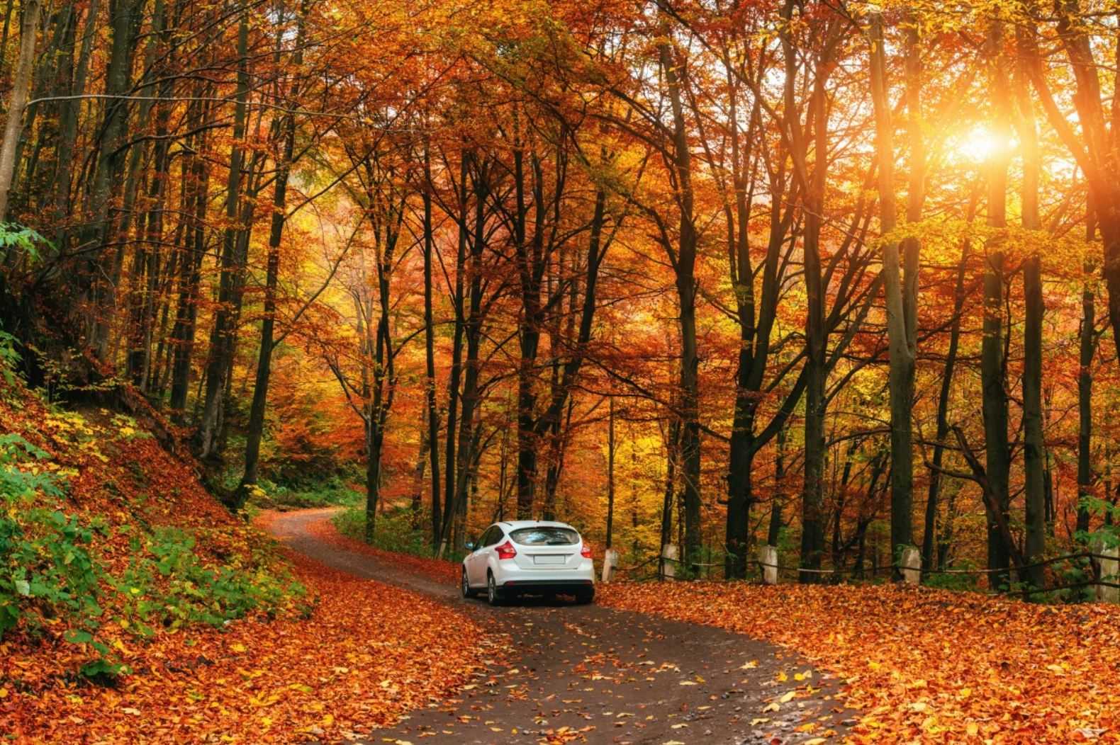 Auto na lesní cestě